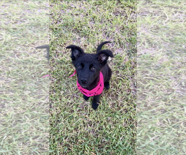 Medium Photo #4 German Shepherd Dog-Unknown Mix Puppy For Sale in The Woodlands, TX, USA