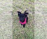 Small #3 German Shepherd Dog Mix