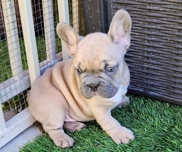 Medium Photo #14 French Bulldog Puppy For Sale in LAS VEGAS, NV, USA