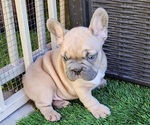 Small #13 French Bulldog