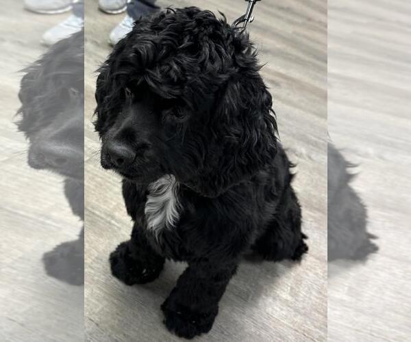 Medium Photo #3 English Cocker Spaniel Puppy For Sale in Westminster, MD, USA