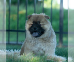 Small Photo #34 Chow Chow Puppy For Sale in WARSAW, IN, USA