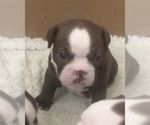 Small Photo #9 Boston Terrier Puppy For Sale in DICKINSON, TX, USA