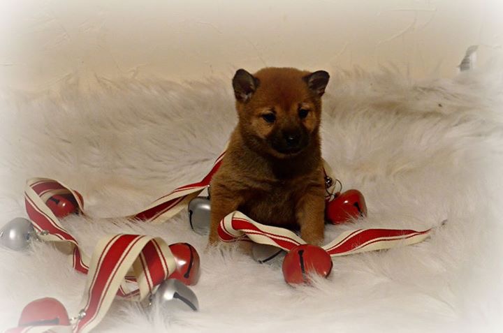 Medium Photo #1 Shiba Inu Puppy For Sale in WEST BROOKFIELD, MA, USA