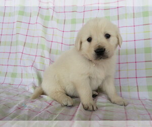 English Cream Golden Retriever Puppy for sale in SHILOH, OH, USA