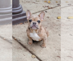 Medium French Bulldog
