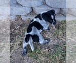 Small Photo #34 Australian Cattle Dog Puppy For Sale in SYLMAR, CA, USA