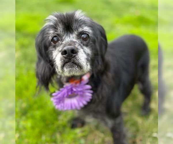 Medium Photo #2 Cocker Spaniel-Unknown Mix Puppy For Sale in Arlington, VA, USA