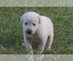 Puppy Skye Anatolian Shepherd-Labrador Retriever Mix