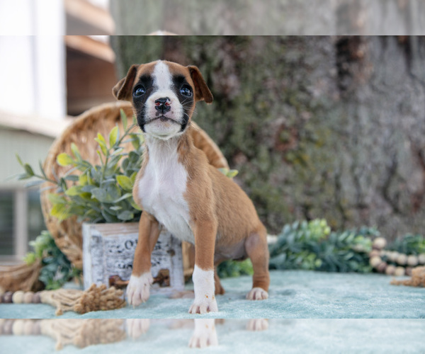 Medium Photo #2 Boxer Puppy For Sale in KIRKWOOD, PA, USA