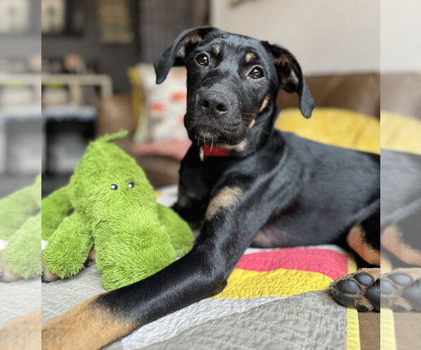 Medium Photo #6 Labrenees Puppy For Sale in Oak Bluffs, MA, USA