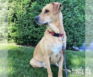 Labrador Retriever-Unknown Mix Dogs for adoption in Washington, DC, USA