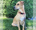 Small Labrador Retriever Mix