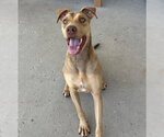 Small Doberman Pinscher