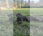 Small #7 Cane Corso-Doberman Pinscher Mix