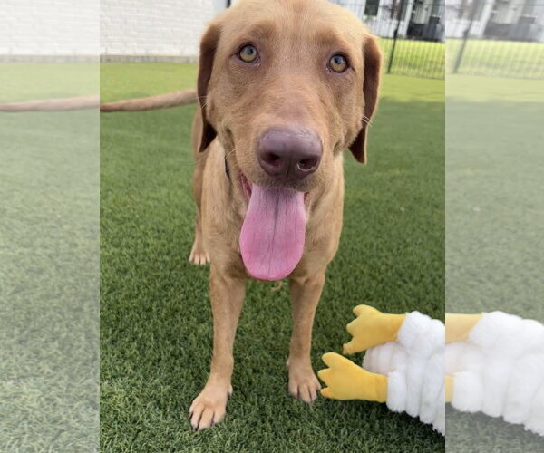 Medium Photo #10 Labrador Retriever-Unknown Mix Puppy For Sale in Fort Worth, TX, USA