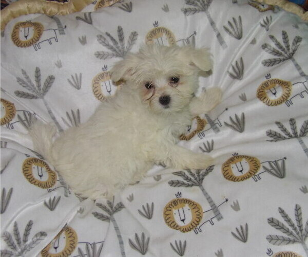Medium Photo #1 Maltese Puppy For Sale in PATERSON, NJ, USA