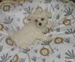 Small Photo #2 Maltese Puppy For Sale in PATERSON, NJ, USA