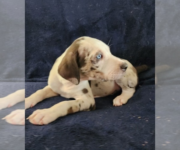 Medium Photo #17 Catahoula Leopard Dog Puppy For Sale in CUMBY, TX, USA