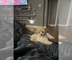 Small #2 Poodle (Toy)