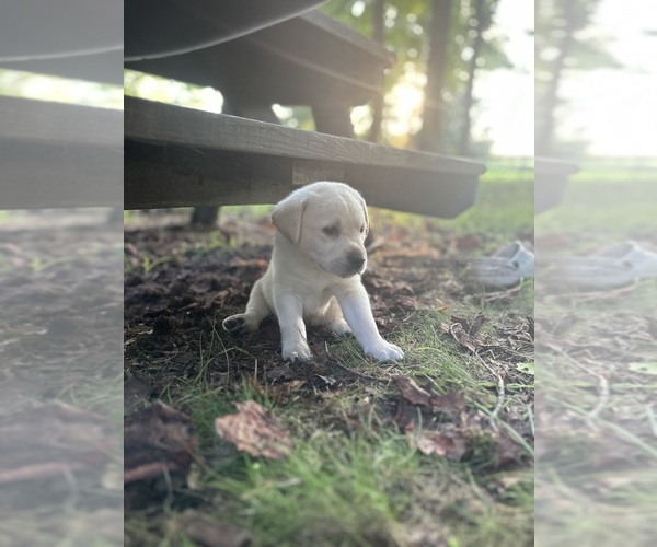 Medium Photo #12 Labrador Retriever Puppy For Sale in LOUISBURG, NC, USA