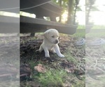 Small #11 Labrador Retriever