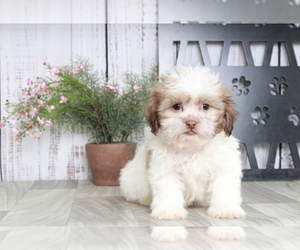 Zuchon Puppy for sale in MARIETTA, GA, USA