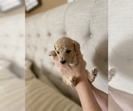 Small Photo #6 Goldendoodle Puppy For Sale in ZEBULON, NC, USA