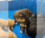 Small #13 Aussiedoodle Miniature 