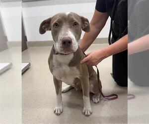 Labrador Retriever-Unknown Mix Dogs for adoption in Baytown, TX, USA