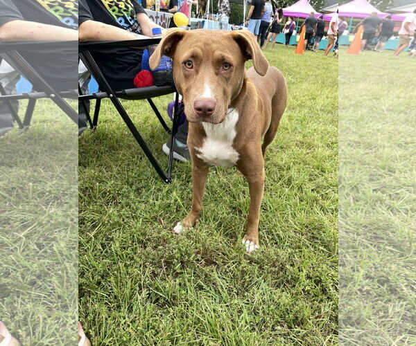 Medium Photo #6 Mutt Puppy For Sale in Holly Springs, NC, USA