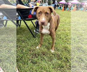 Clarey - Female Mutt Dog for Adoption - Photo #6