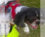 Small Shih Tzu