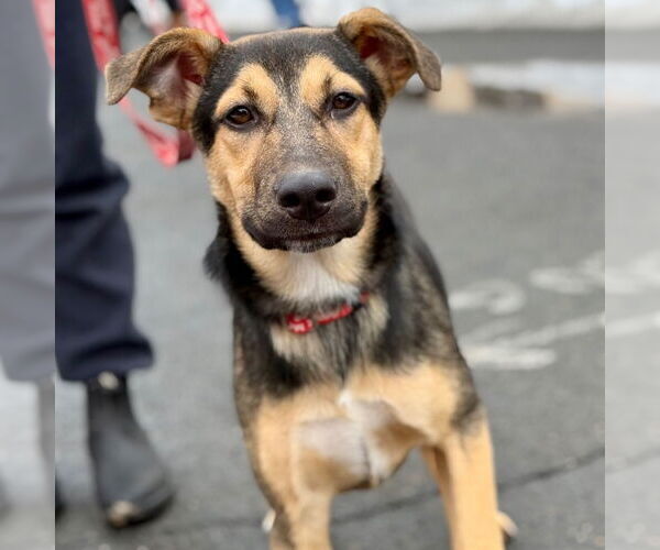 Medium Photo #2 Mutt Puppy For Sale in Canton, CT, USA