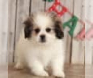 Zuchon Puppy for sale in MOUNT VERNON, OH, USA