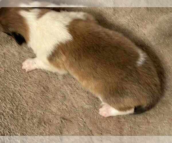 Medium Photo #13 Collie Puppy For Sale in HIGH POINT, NC, USA