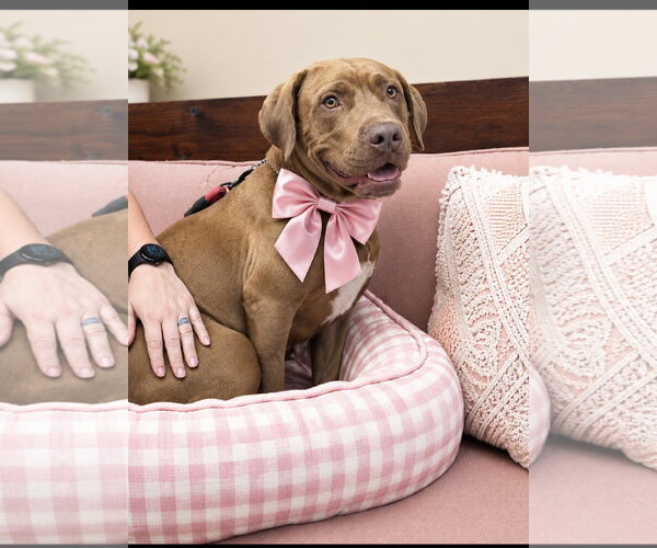 Medium Photo #4 Chocolate Labrador retriever-Unknown Mix Puppy For Sale in Mt. Laurel, NJ, USA