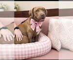 Small #3 Chocolate Labrador retriever Mix