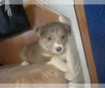 Small Photo #28 Australian Shepherd-Pembroke Welsh Corgi Mix Puppy For Sale in GALLEGOS, NM, USA