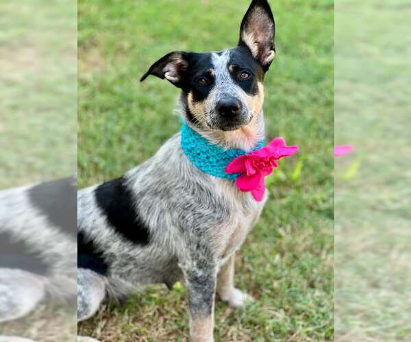 Medium Photo #1 Mutt Puppy For Sale in McKinney, TX, USA
