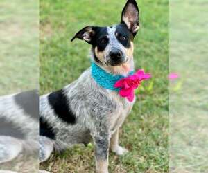 Mutt Dogs for adoption in McKinney, TX, USA