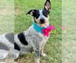 Feyre (In Foster) - Female Mutt Dog for Adoption - Small photo