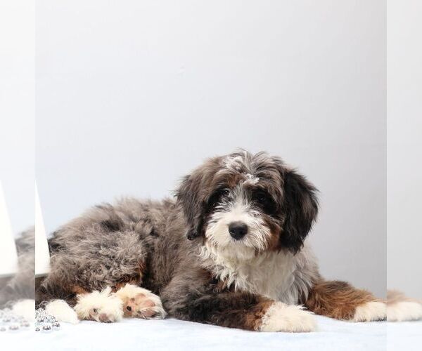 Medium Photo #3 Bernedoodle (Miniature) Puppy For Sale in LIVINGSTON, WI, USA