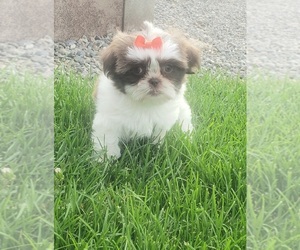 Shih Tzu Puppy for sale in MONTROSE, CO, USA
