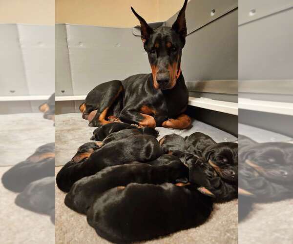 Medium Photo #4 Doberman Pinscher Puppy For Sale in FORT LAUDERDALE, FL, USA