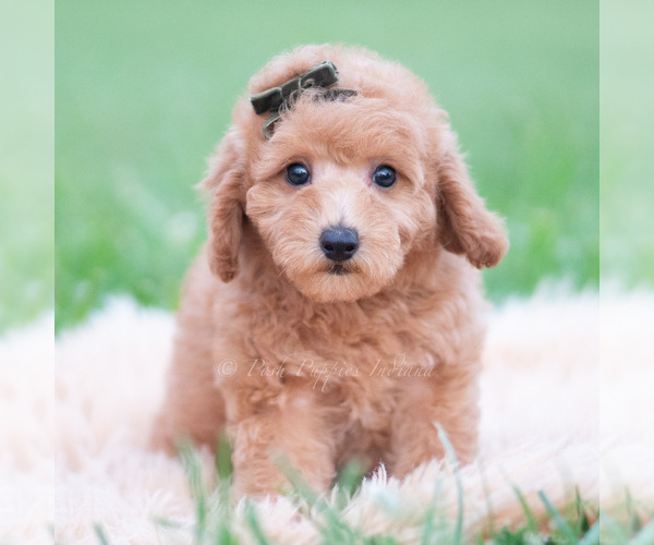 Medium Photo #36 Goldendoodle (Miniature) Puppy For Sale in WARSAW, IN, USA