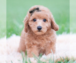 Puppy Sammy Goldendoodle (Miniature)