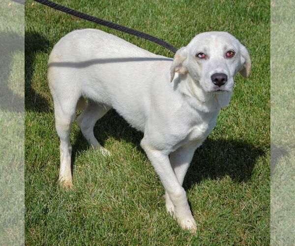 Medium Photo #2 Catahoula Leopard Dog-Unknown Mix Puppy For Sale in Huntley, IL, USA
