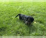 Small Dachshund