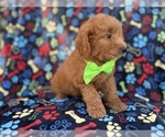 Small #6 Goldendoodle (Miniature)